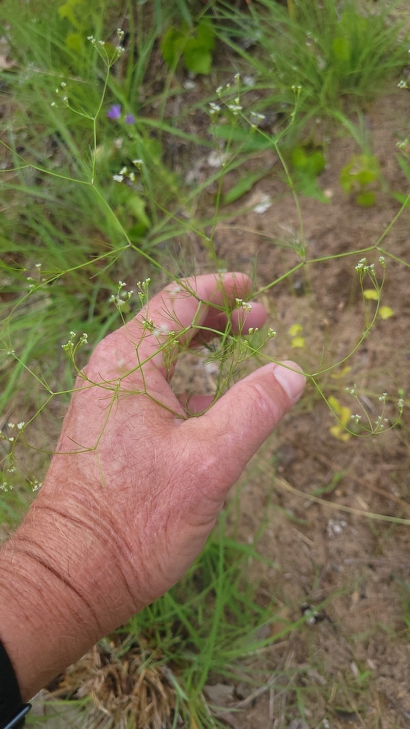 Spermolepis diffusa photo 8