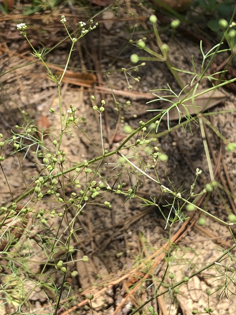 Roughfruit Scaleseed