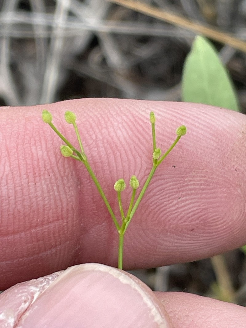 Roughfruit Scaleseed photo 5