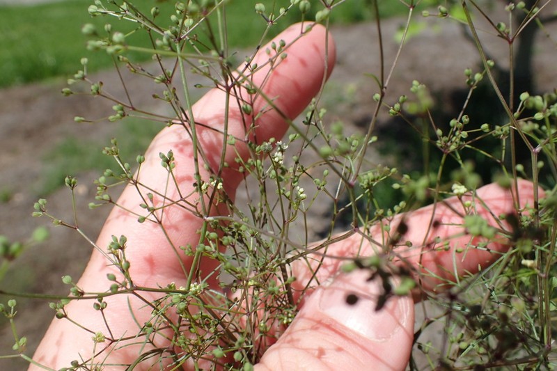 Roughfruit Scaleseed photo 8
