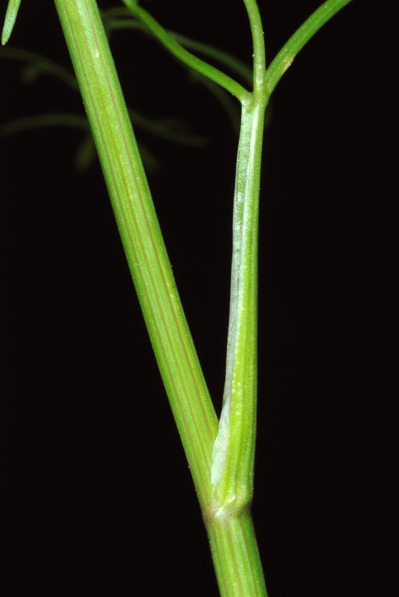 Roughfruit Scaleseed