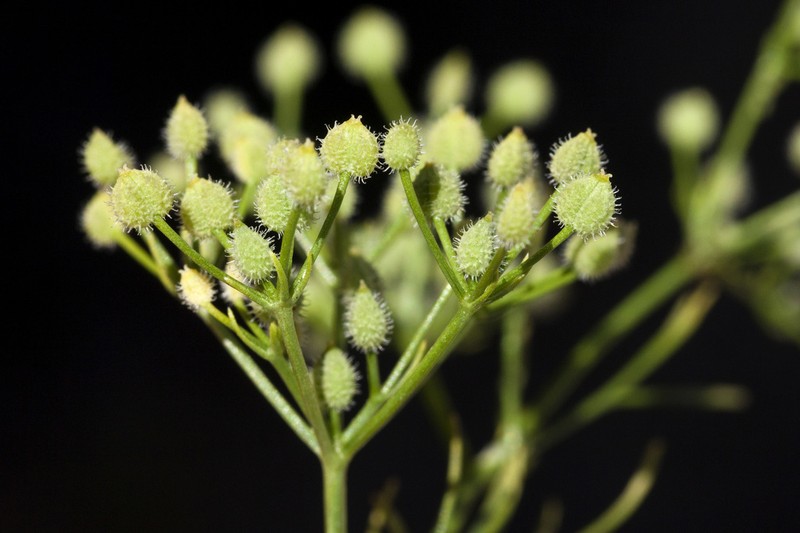 Bristly Scaleseed