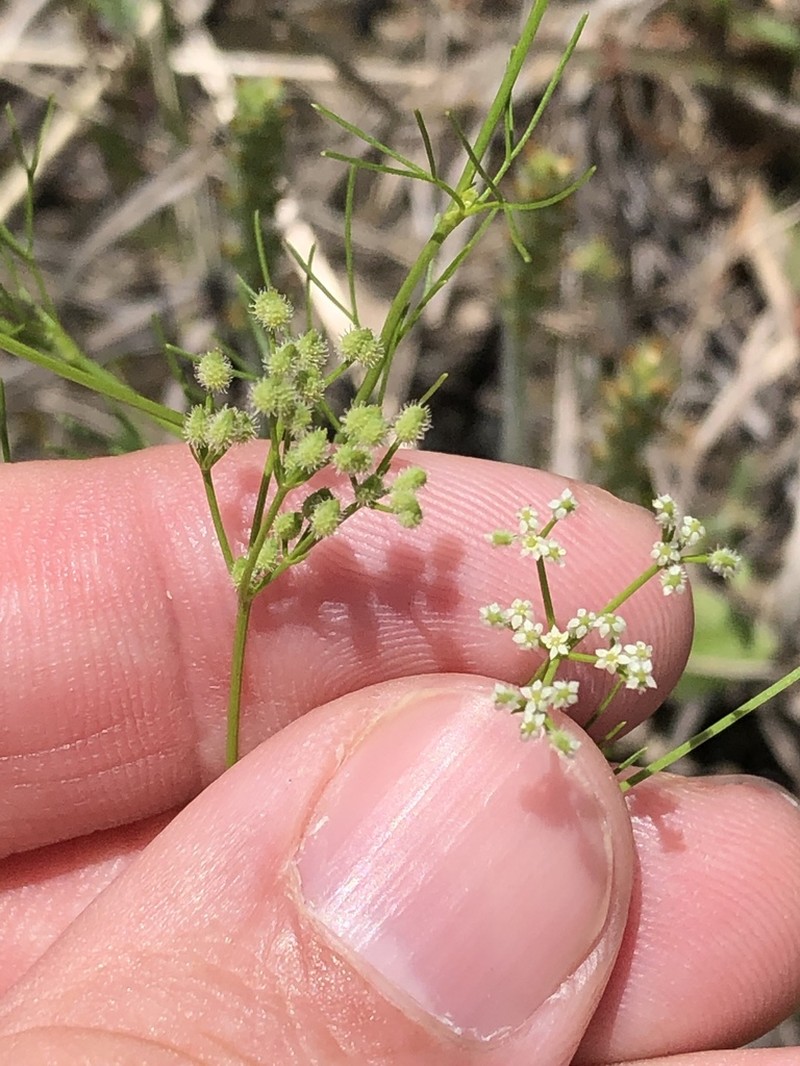 Bristly Scaleseed photo 2