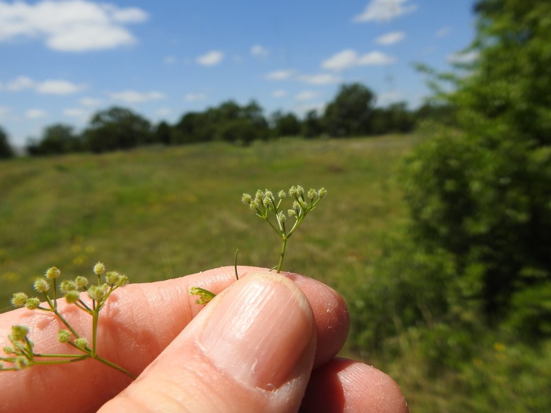 Bristly Scaleseed photo 3