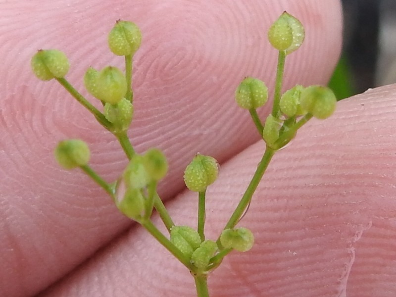 Bristly Scaleseed photo 4