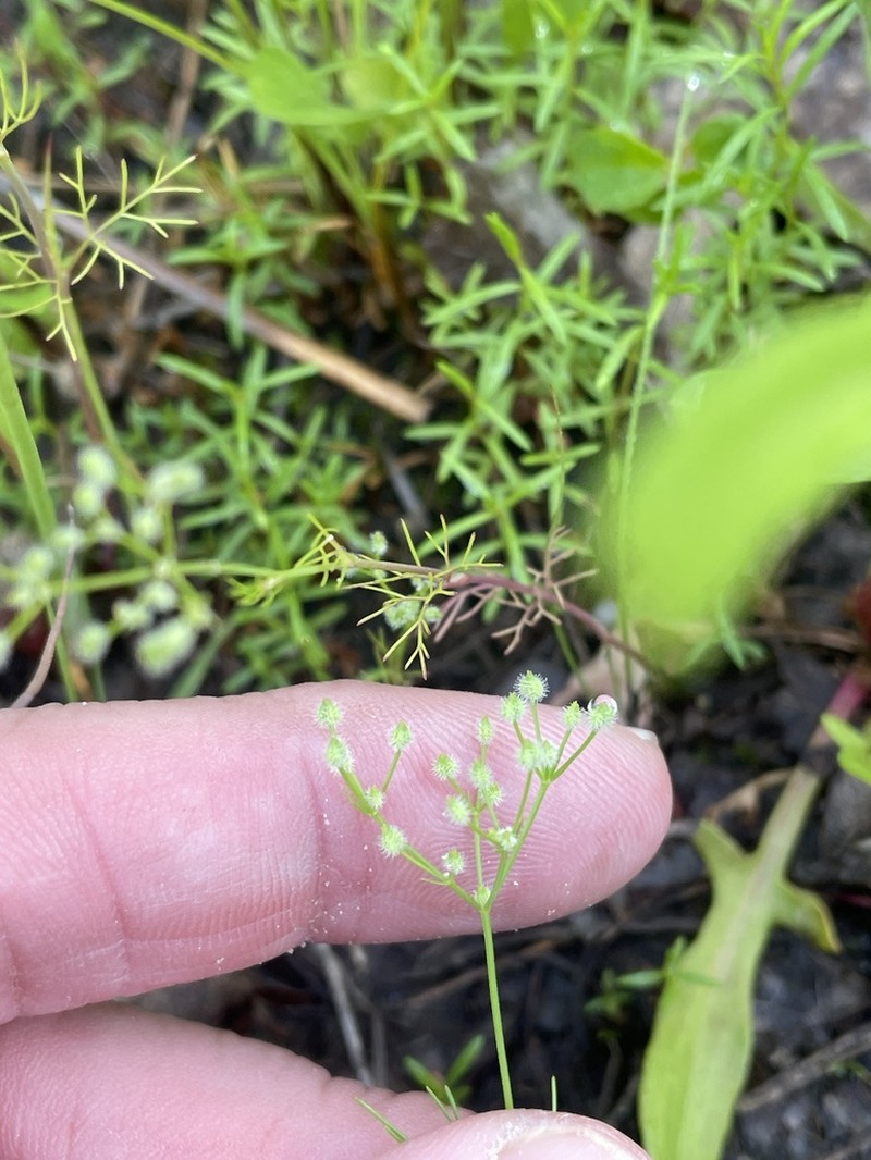 Bristly Scaleseed photo 5