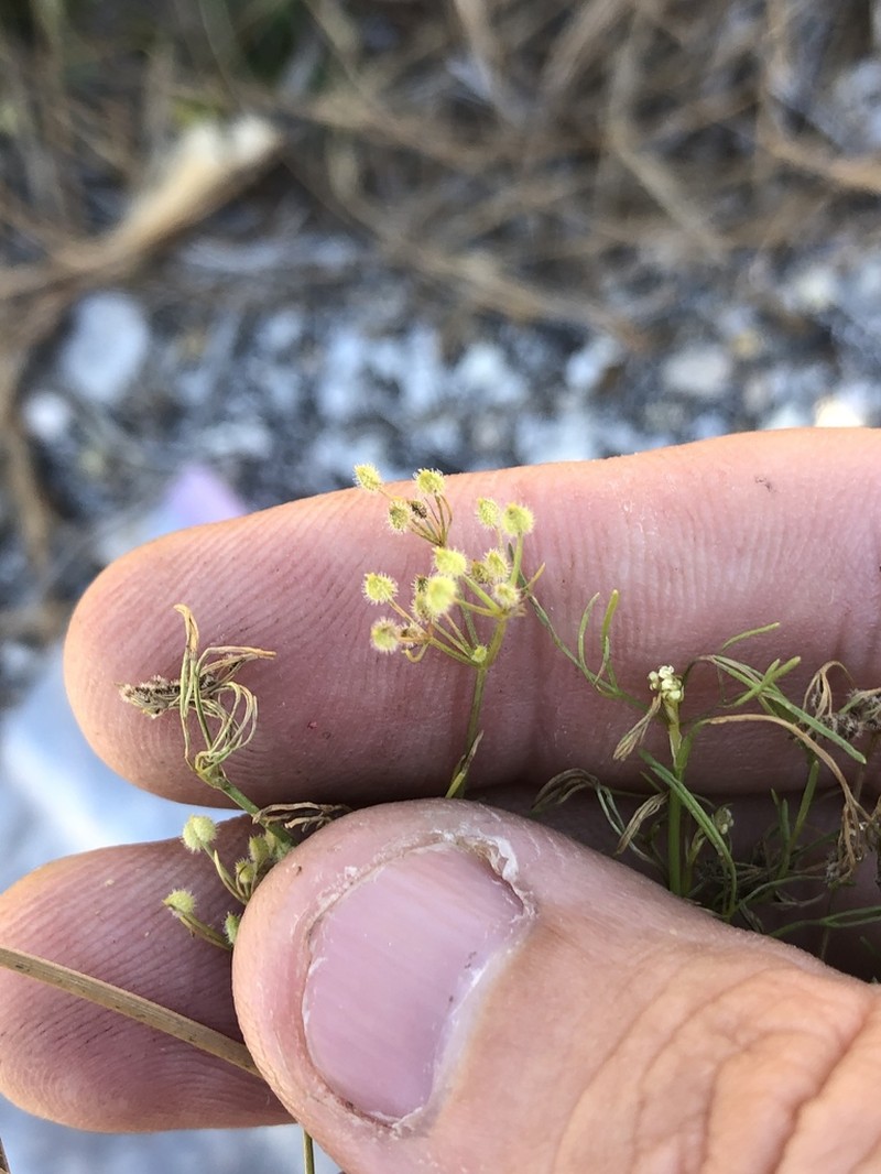 Bristly Scaleseed photo 6