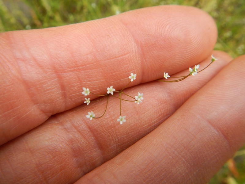 Bristly Scaleseed photo 7