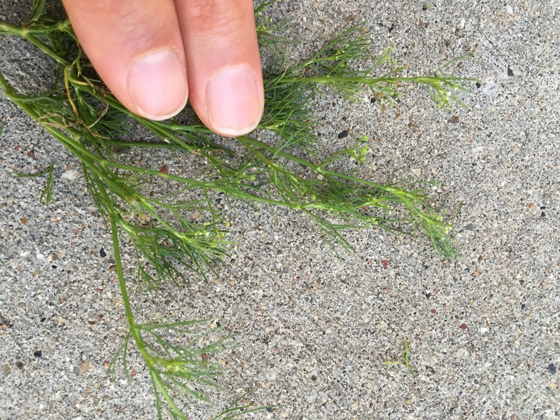 Bristly Scaleseed photo 8