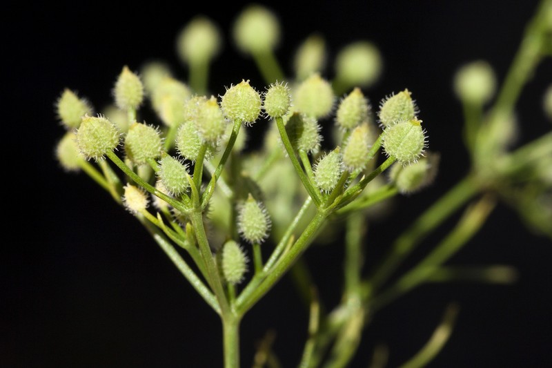 Bristly Scaleseed photo 2