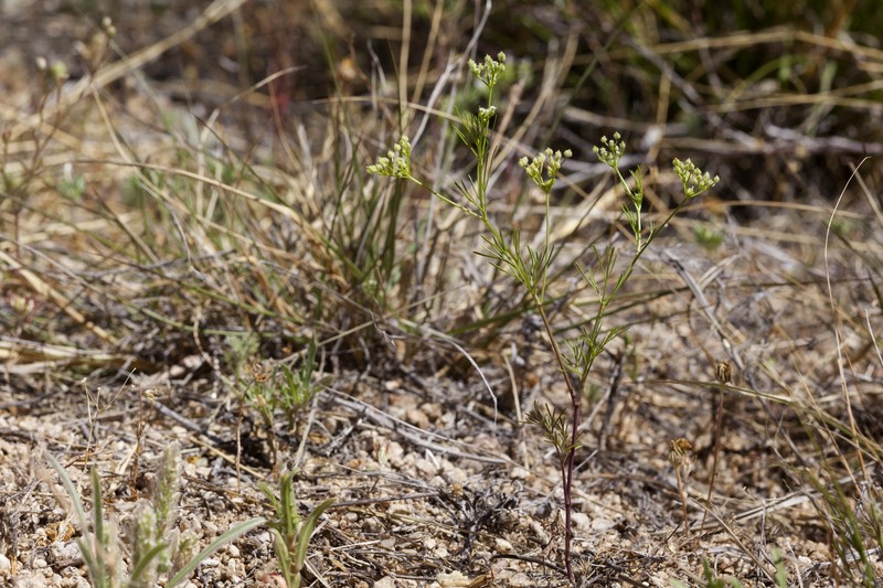Bristly Scaleseed photo 3