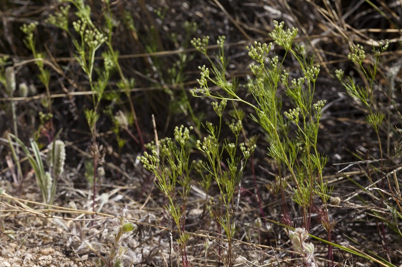 Bristly Scaleseed photo 4