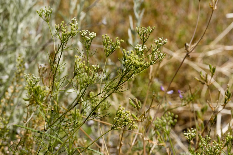 Bristly Scaleseed photo 5