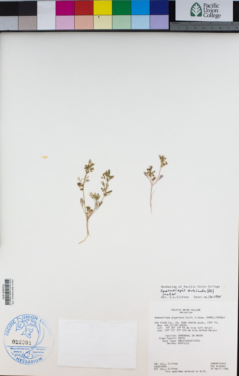 Western Sandparsley
