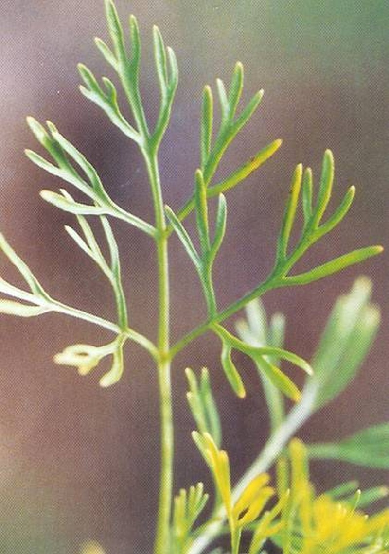 Hawai'I Scaleseed photo 2