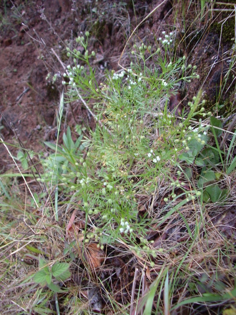 Hawai'I Scaleseed photo 4