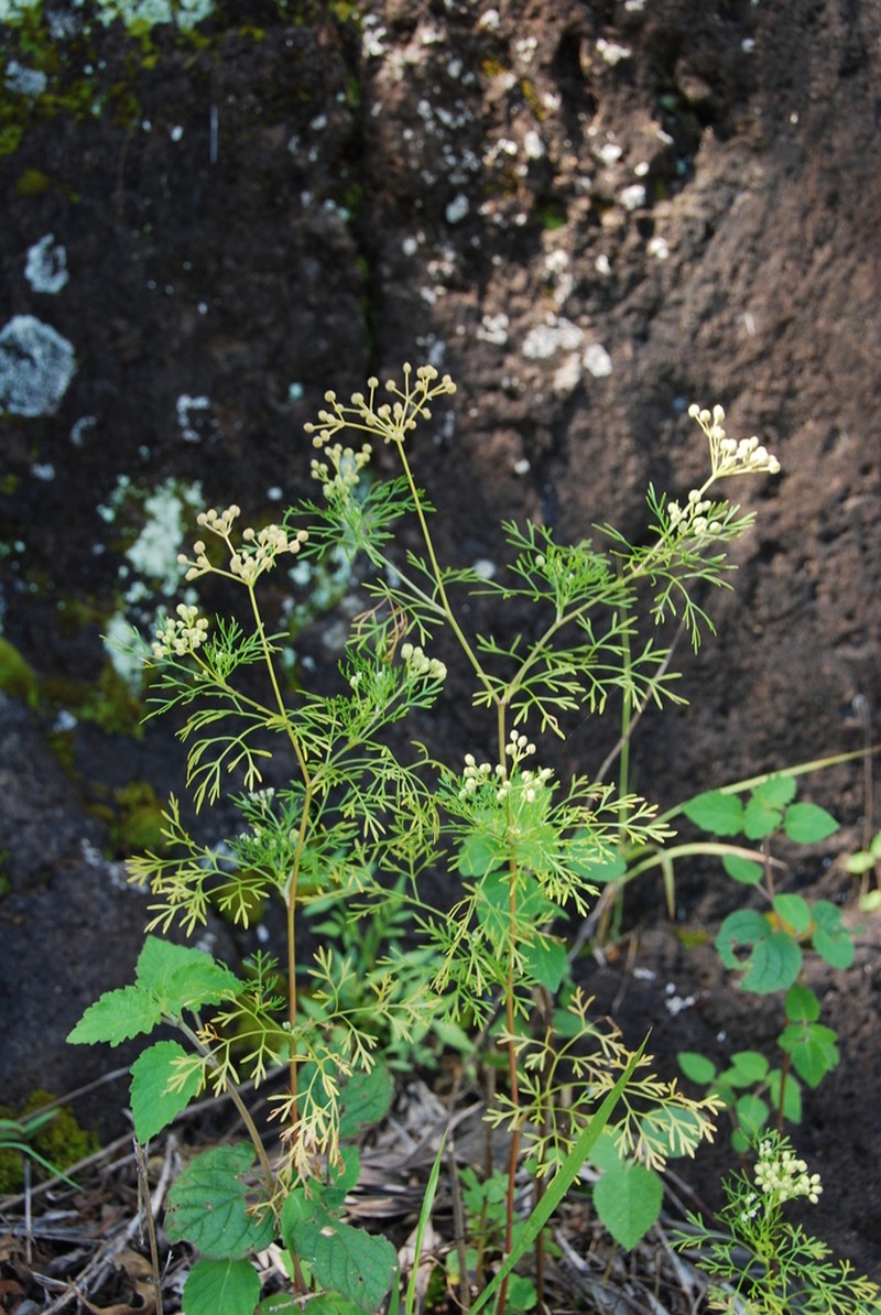 Hawai'I Scaleseed photo 5
