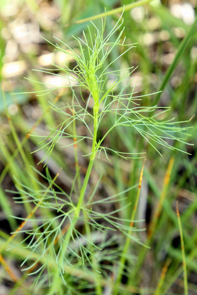 Red River Scaleseed