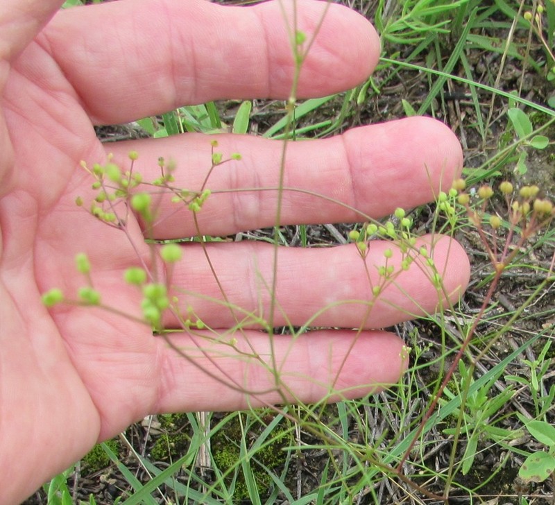 Red River Scaleseed photo 2