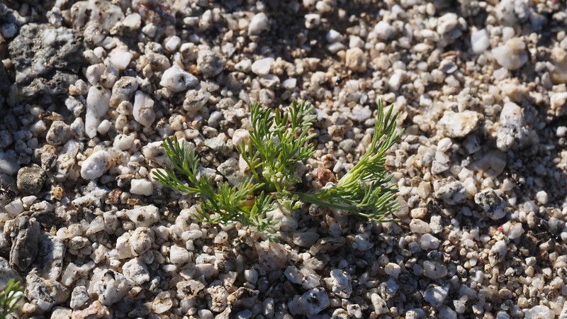 Spermolepis infernensis photo 3