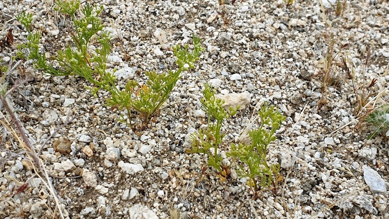 Spermolepis infernensis photo 6