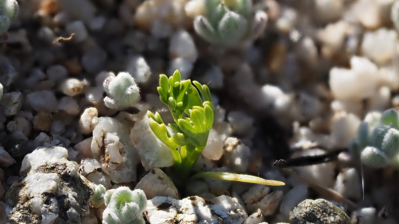 Spermolepis infernensis photo 7