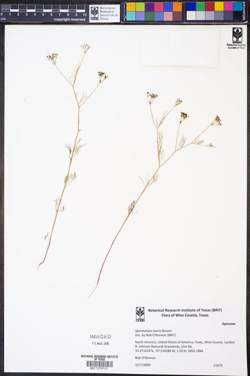 Spermolepis laevis