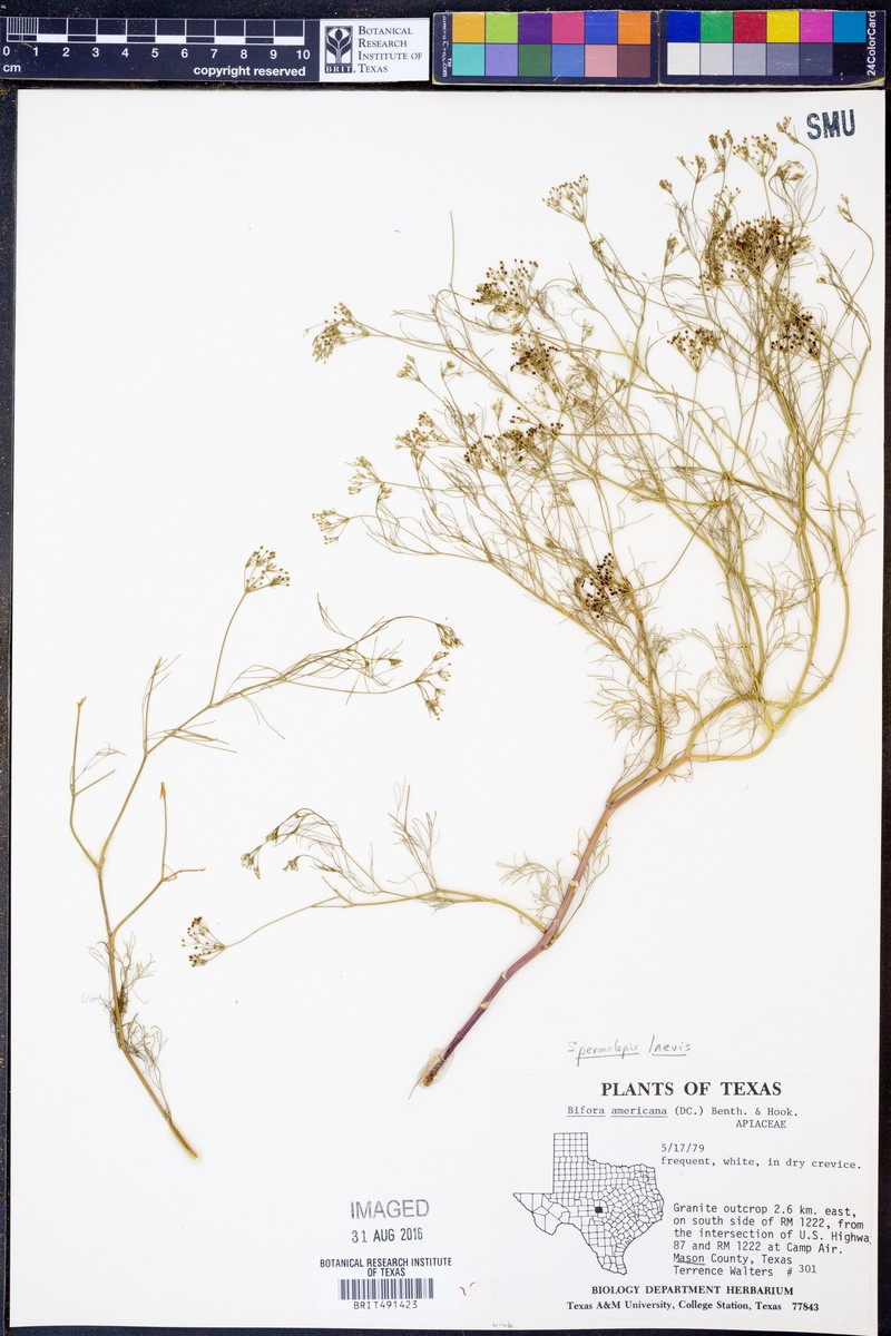 Spermolepis laevis photo 2