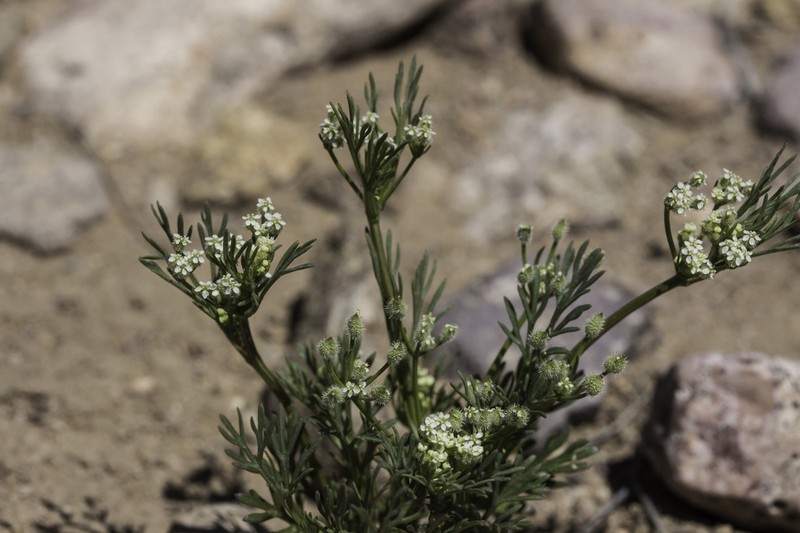 Spermolepis lateriflora photo 2