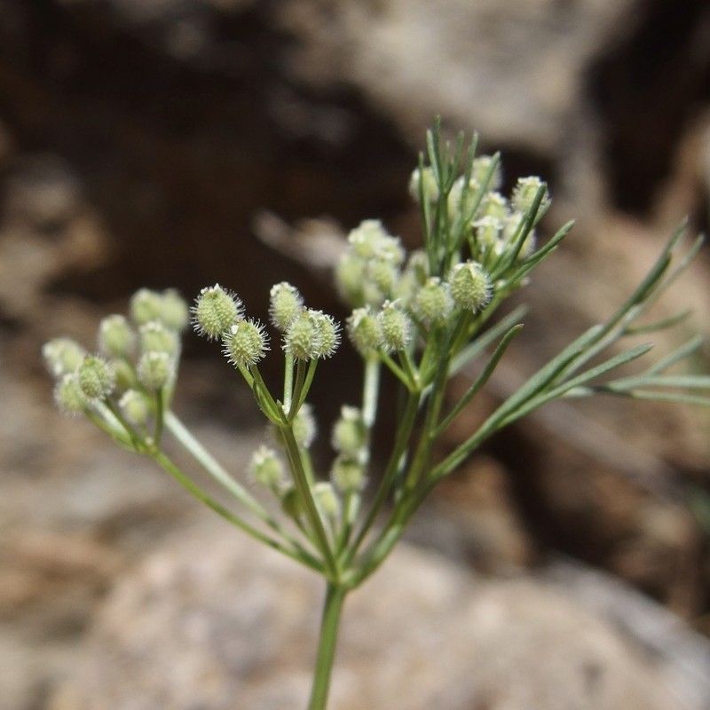 Spermolepis lateriflora photo 3