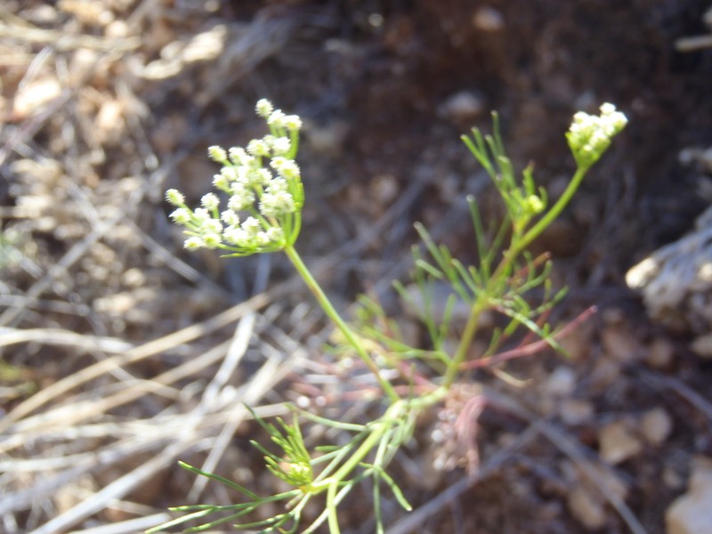 Spermolepis lateriflora photo 4