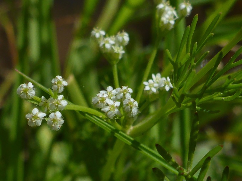 Spermolepis lateriflora photo 5