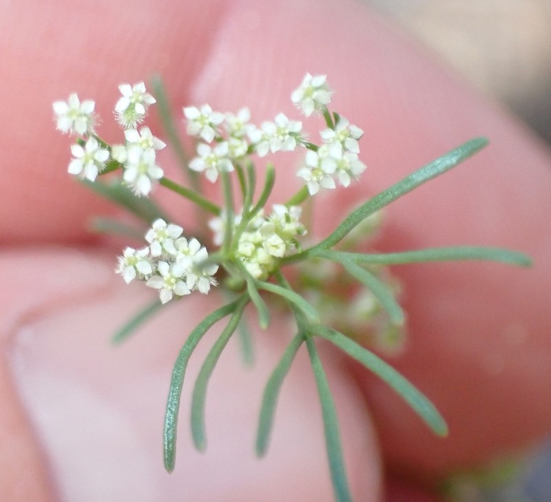 Spermolepis lateriflora photo 6