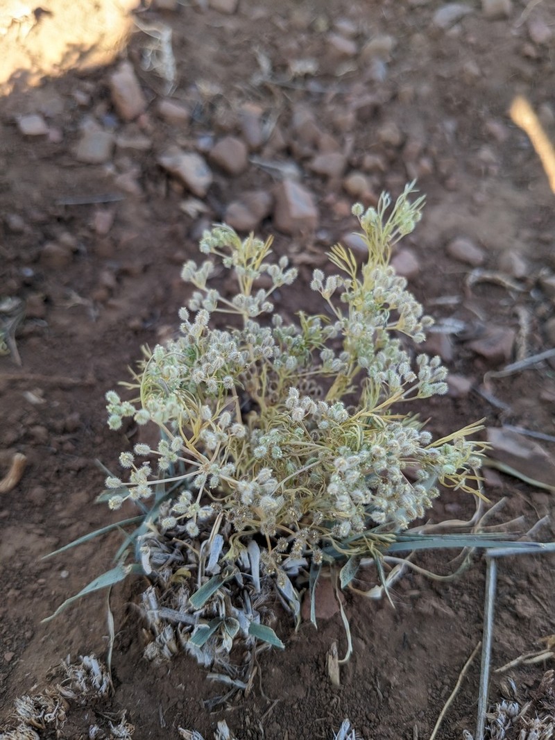 Spermolepis lateriflora photo 7