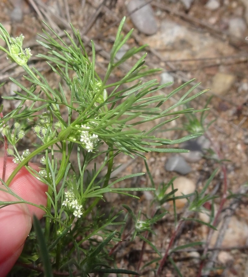 Spermolepis lateriflora photo 8