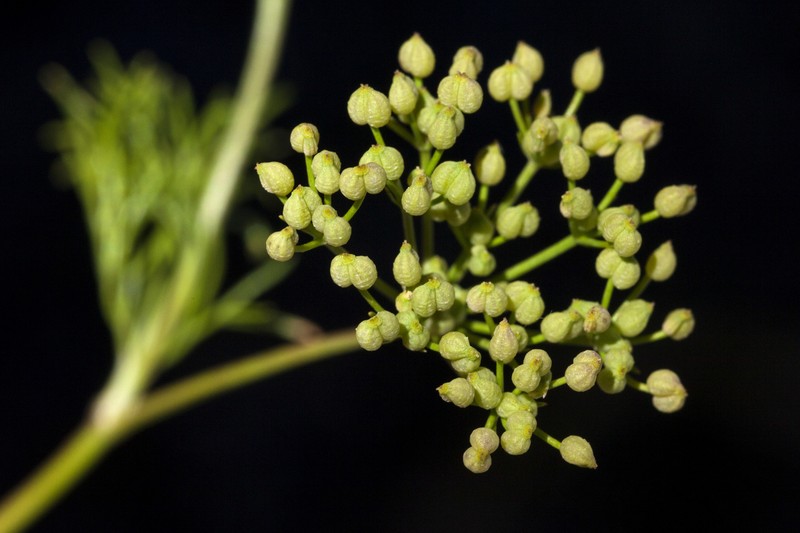 Spermolepis organensis photo 4