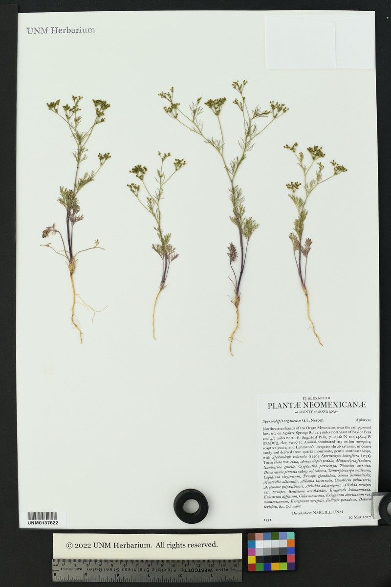 Spermolepis organensis photo 6
