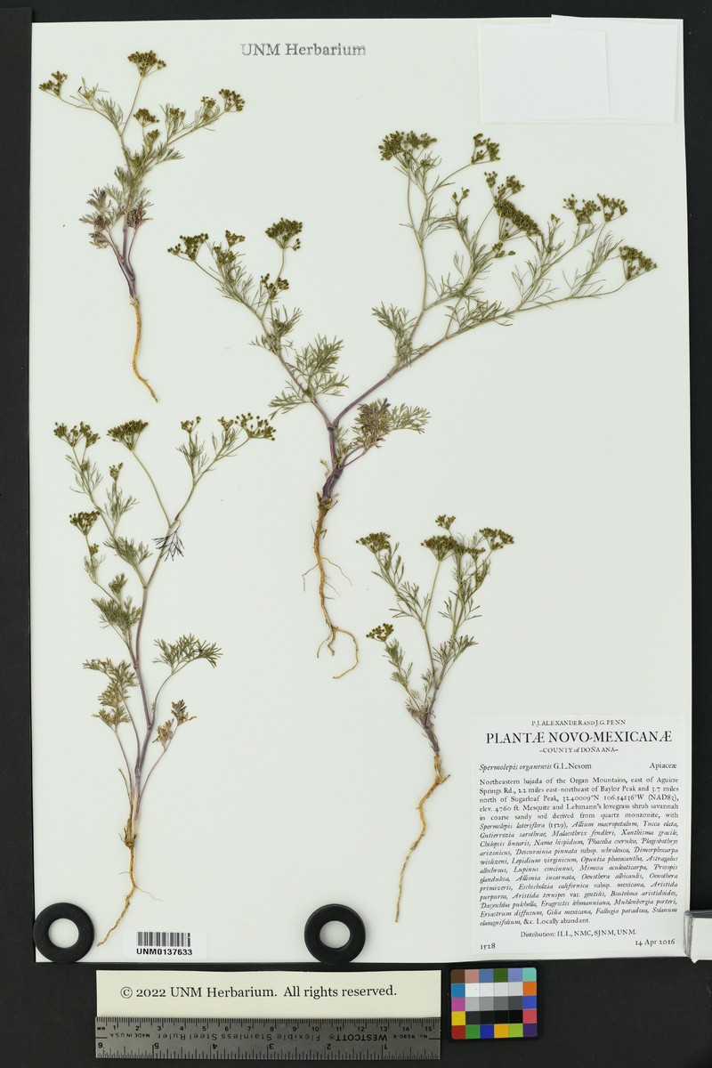 Spermolepis organensis photo 7