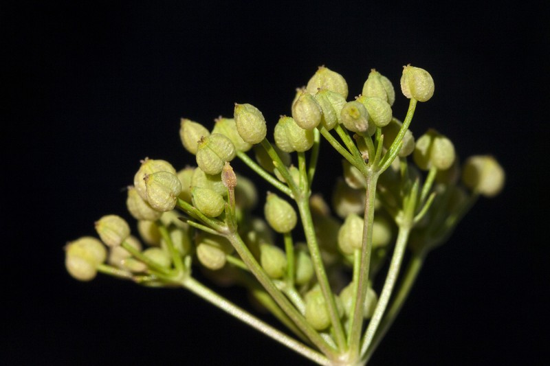 Spermolepis organensis