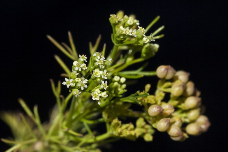 Spermolepis organensis photo 8