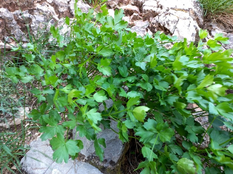Sphaenolobium korovinii