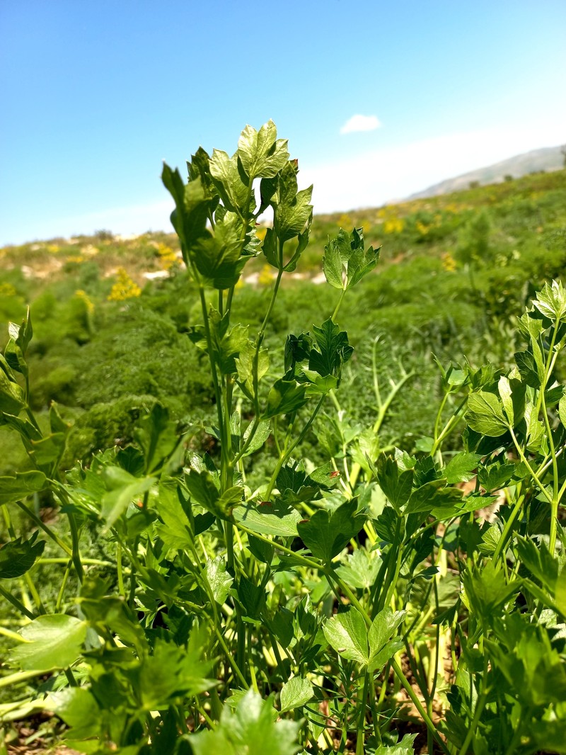 Sphaenolobium korovinii photo 3