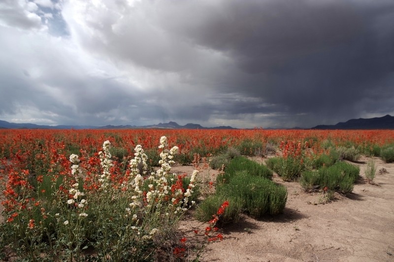 Desert Globemallow photo 2