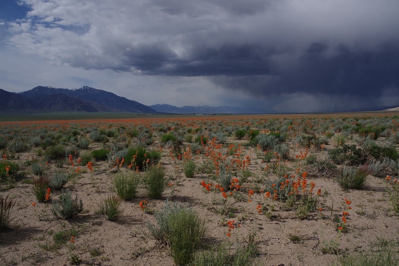 Desert Globemallow photo 3