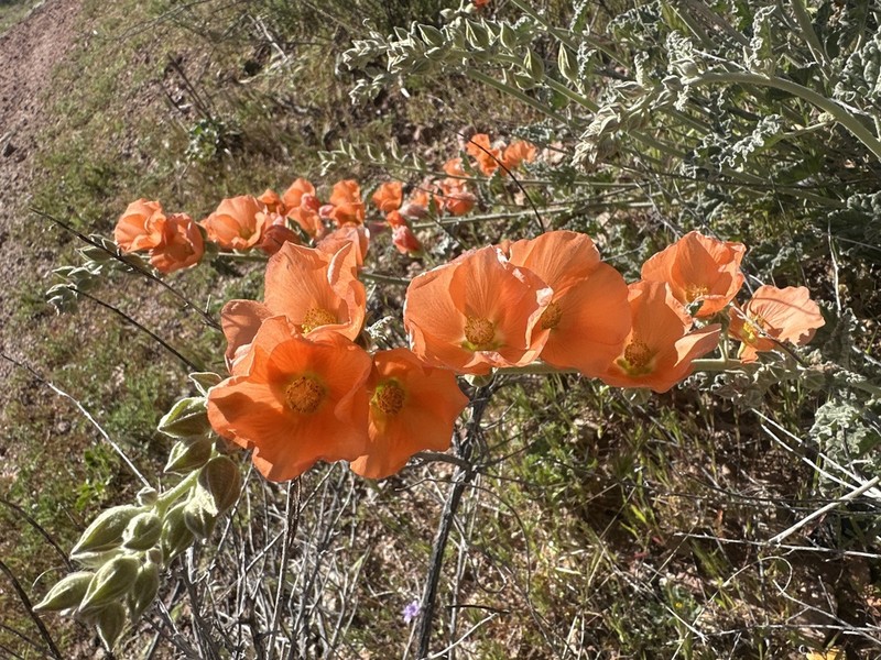 Desert Globemallow photo 5