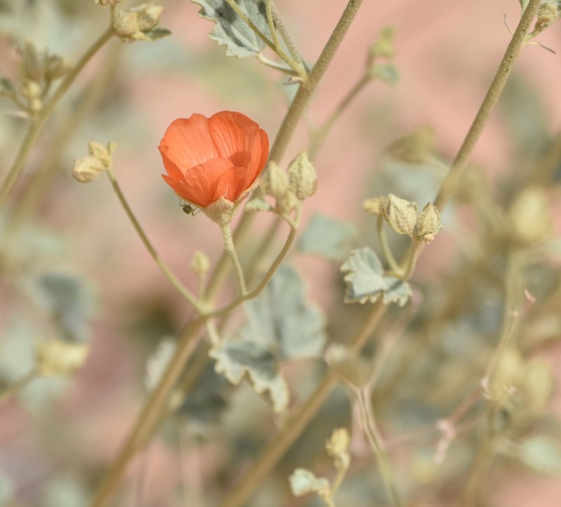 Desert Globemallow photo 6