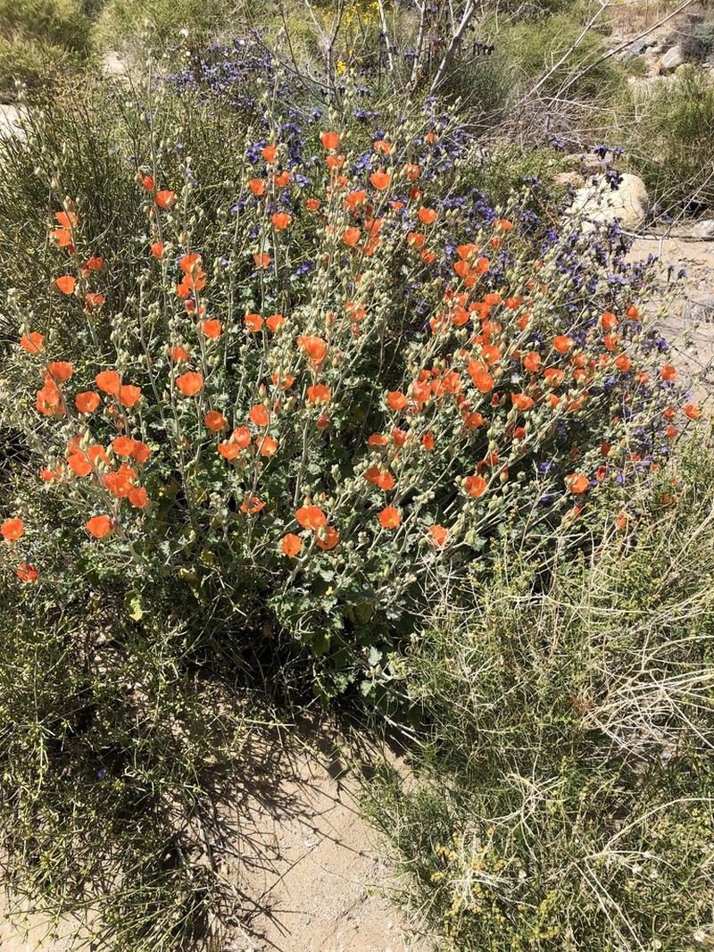 Desert Globemallow photo 7