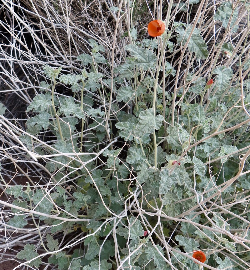 Sphaeralcea ambigua subsp. ambigua