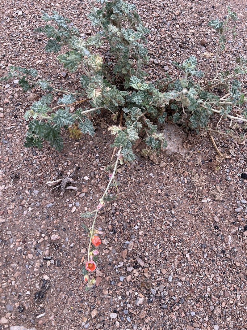 Sphaeralcea ambigua subsp. ambigua photo 2