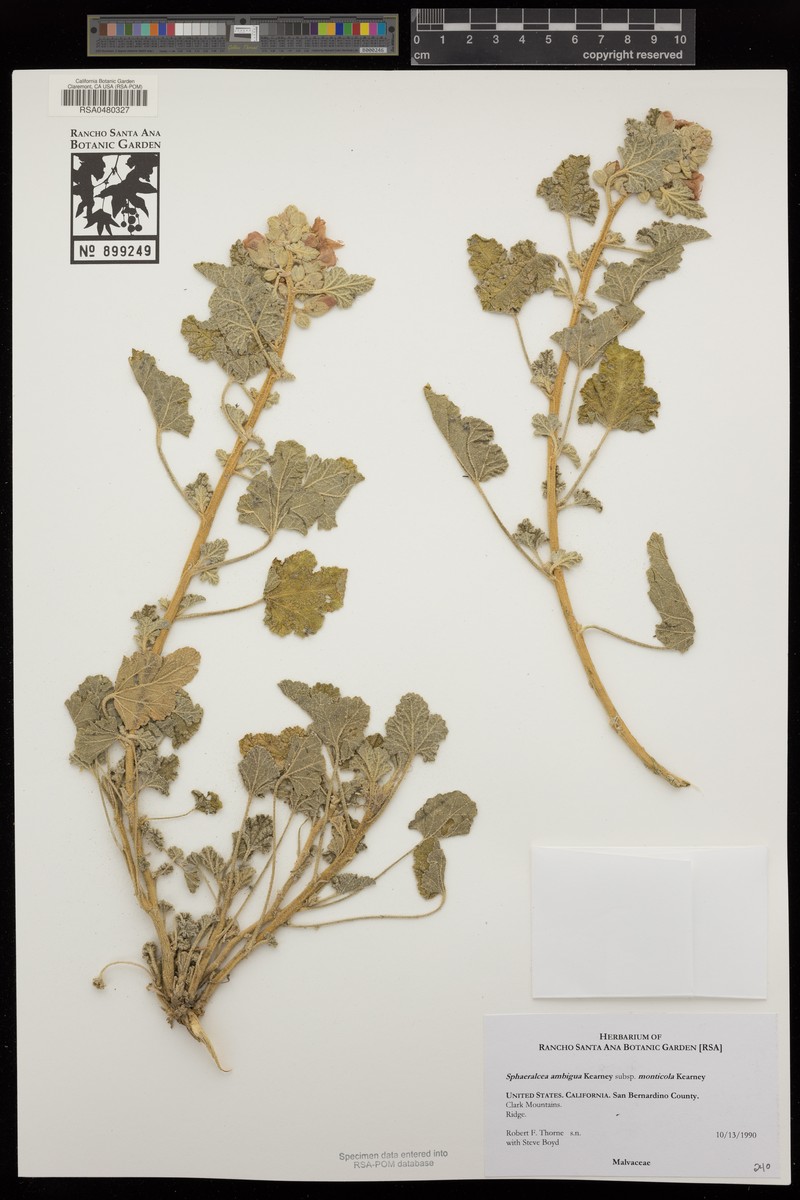 Sphaeralcea ambigua subsp. monticola